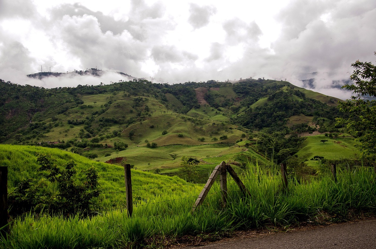 Orange orchards in Colombia
