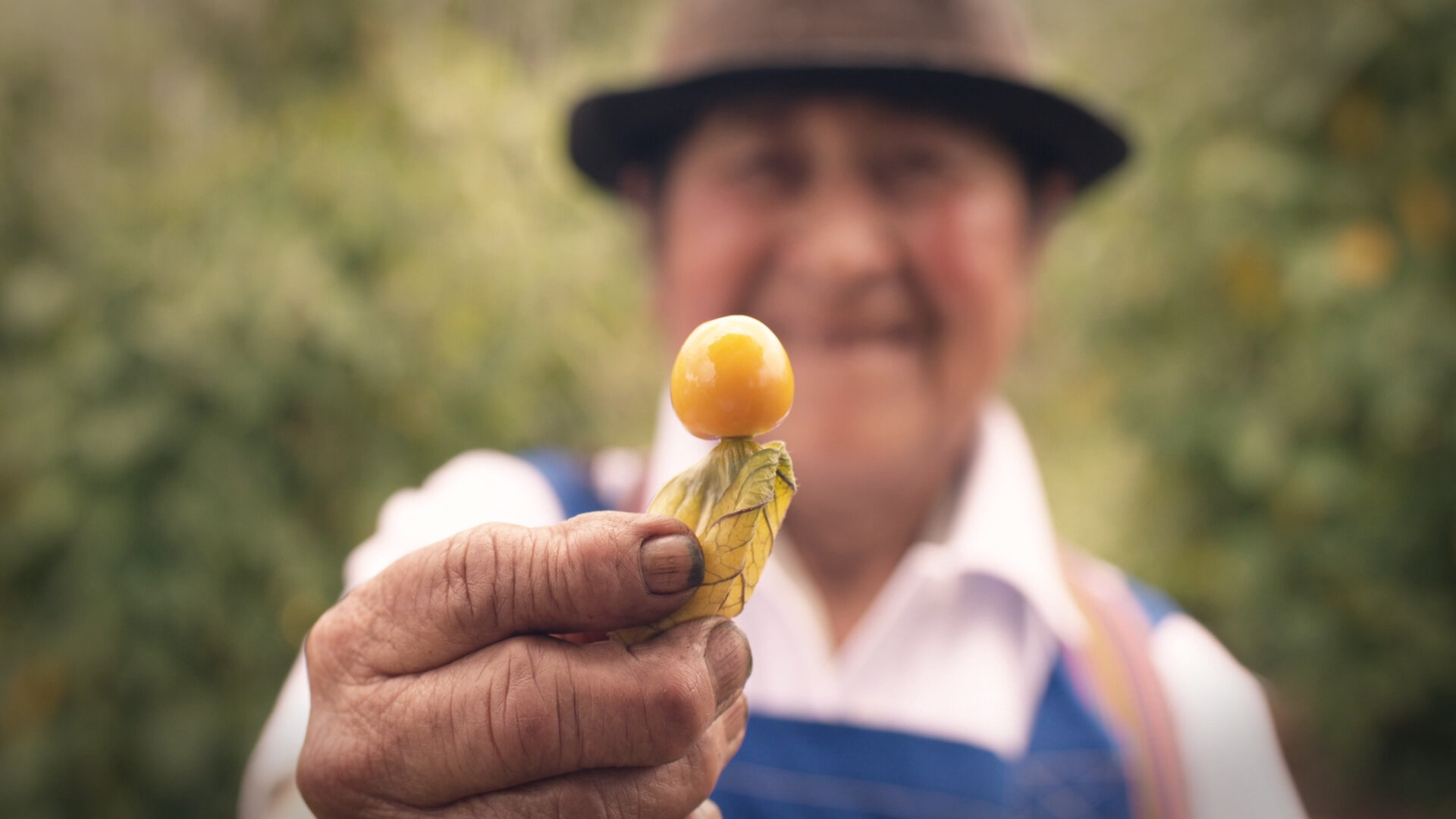 Farmers harvesting golden berries