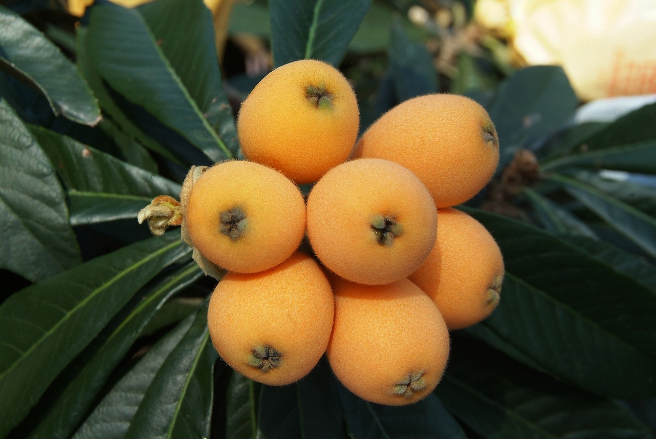 Loquat
